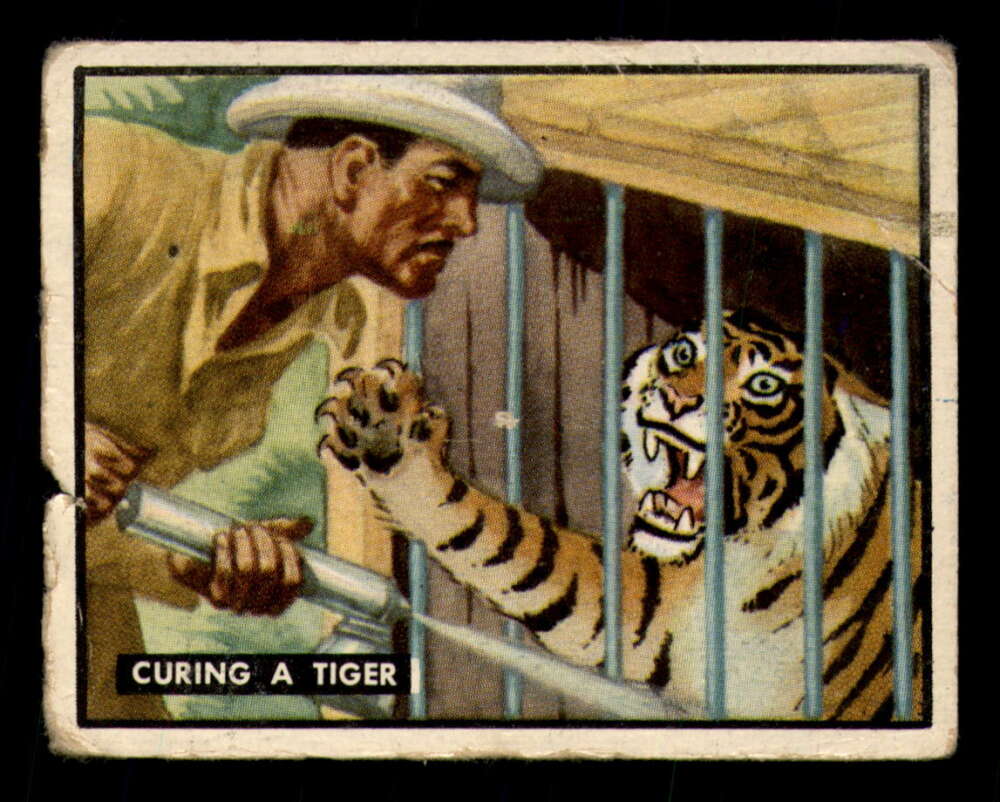 81 Curing A Tiger